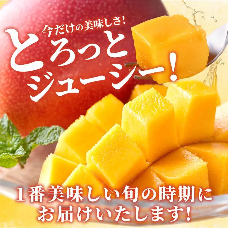 マンゴー 完熟 マンゴー 期間限定[宮崎 A3L 2玉 約1kg]