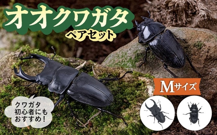 
オオクワガタ ペア (Mサイズ)　糸島市 / 糸島クワガタの森 昆虫 ペット [AUN003]
