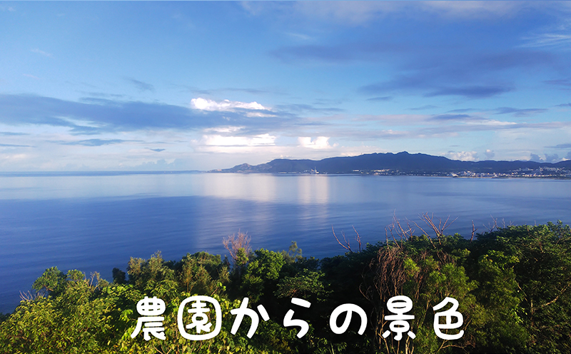 2025年発送【陽月農園】　贈答用マンゴー 約1kg フルーツ 果物 期間限定 数量限定 先行予約 南国 プレゼント お土産 おみやげ ギフト くだもの 沖縄 おきなわ 青果 デザート おすすめ 人気