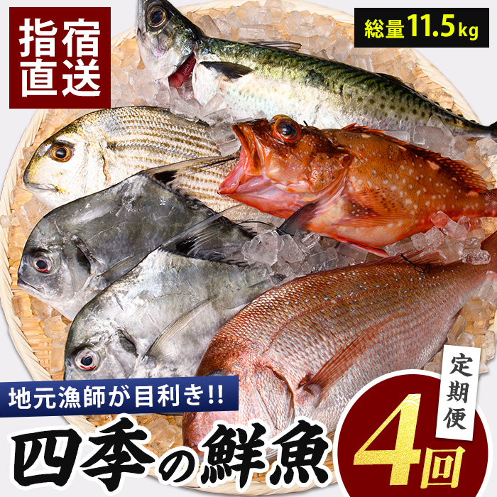【全４回定期便】指宿発！四季の朝〆 鮮魚 定期便 (指宿山川水産/Z-066) 菜の花かんぱち ぶり お試しセット 合計 11.5kg 魚介 魚 漁師 いぶすき 鹿児島