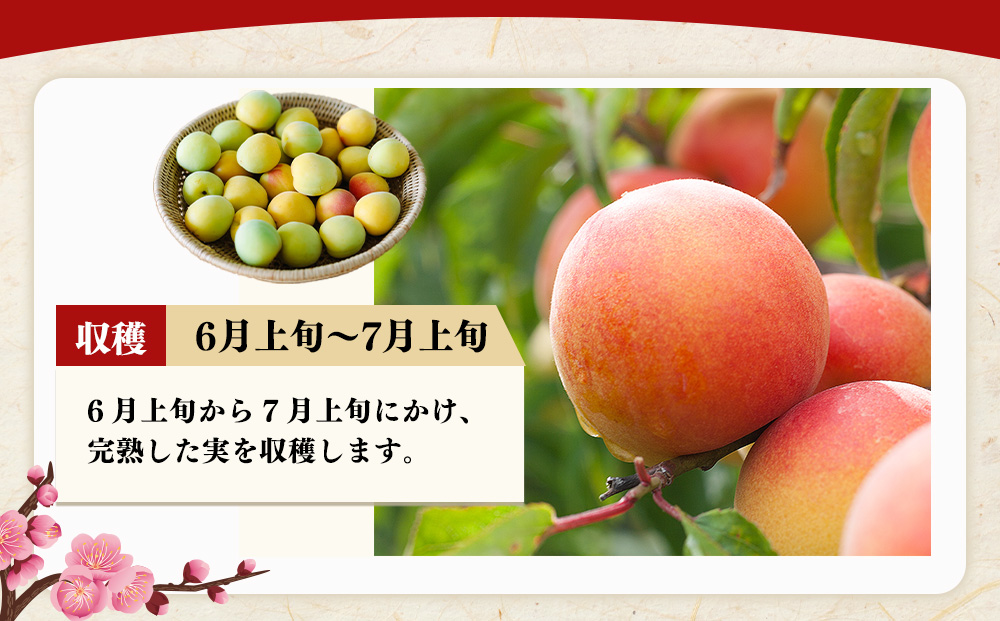 【定期便/2か月ごと/全5回】紀州南高梅しそ漬つぶれ（塩分約15％）700g×2