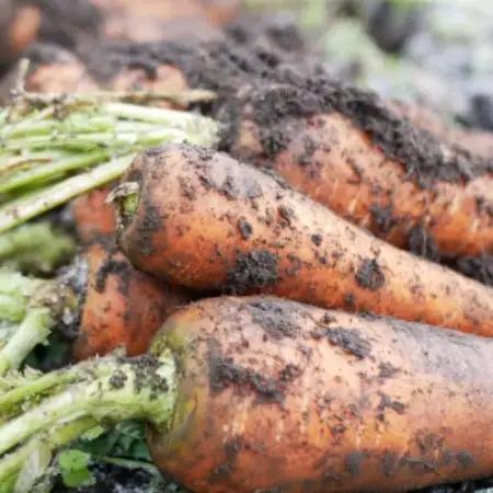 旬のとれたて野菜セット(7~10品)レギュラーサイズ【こんたでぃーの遠野】【配送不可地域：離島】【1328912】
