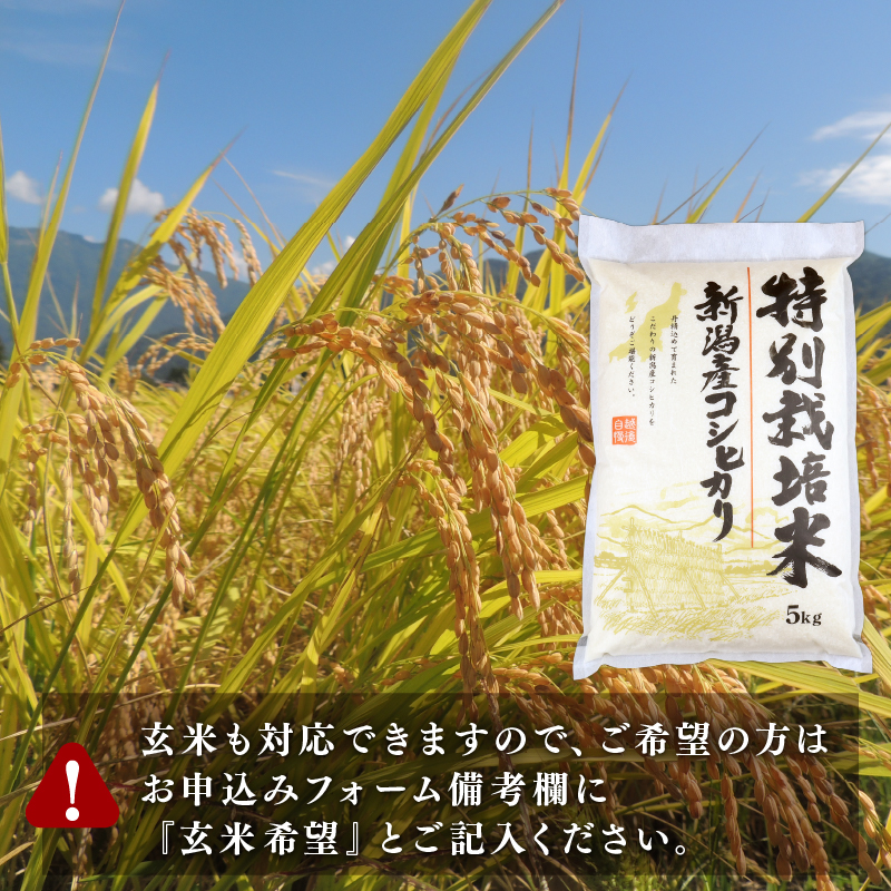 【令和6年産】 新米 コシヒカリ 10kg 5kg 2袋 新潟産 特別栽培米 コシヒカリ 新潟県 コメ お米 米 こめ しんまい 新潟米 新潟 新発田 斗伸 toushin012_01