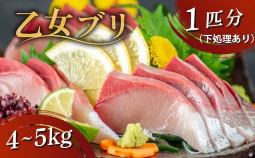 乙女ブリ 1本 4~5kg 三枚におろす（皮つき、アラ入り） 丸ごと一本 ブランド鰤 極みブリ 冷蔵 ブリ しゃぶ 高知県 須崎市 高知 鰤 年末 正月 KS036-2-3x-1231