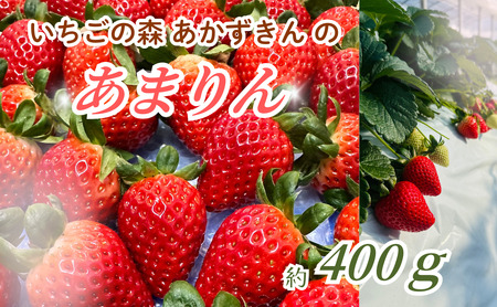 いちごの森あかずきんのあまりん　約400g ／ 果物 フルーツ 苺 イチゴ 甘みが際立ち 酸味の少ない 鮮やか 濃い赤色 可愛い形 埼玉県 特産 No.632