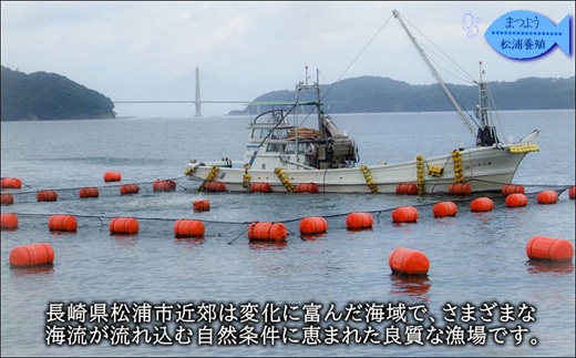 ぶりアラ炊きにぴったり カット済みぶりの旨いところ 2kg( ぶり 鰤 松浦産 アラ アラ炊き 煮つけ )【A7-082】