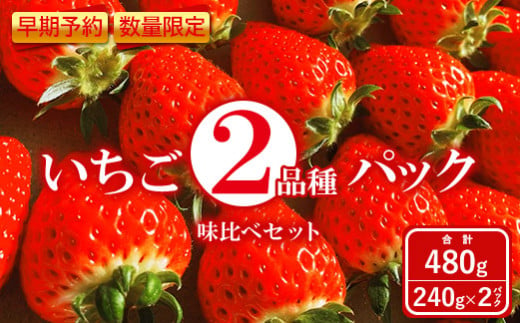 【早期予約・数量限定】いちご2品種パック味比べセット　合計480g 240g×2パック＜2025年2月下旬頃より順次発送予定＞【1000401】