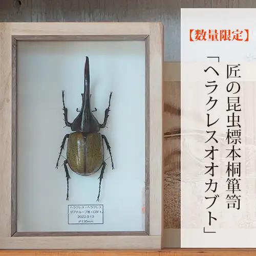 【数量限定】匠の昆虫標本桐箪笥「ヘラクレスオオカブト」 No.577