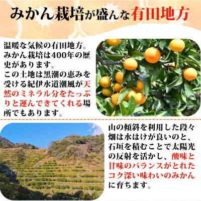 G7067_【2026年先行予約】紀州有田産 清見 オレンジ 7.5kg【家庭用 訳あり】