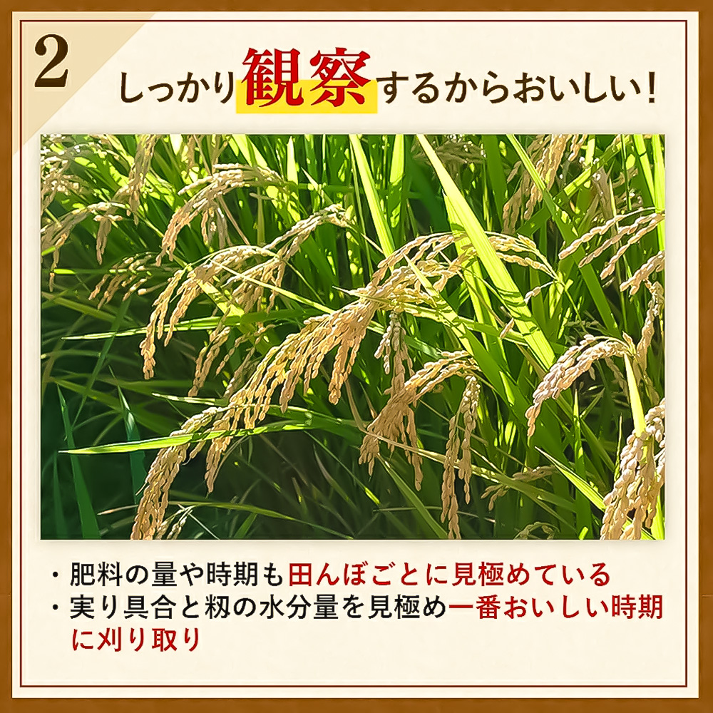 【令和7年産】さがびより 精米 15kg(5kg×3袋)【特A受賞米 人気 佐賀県産 ブランド米 増田米穀】(H015225)