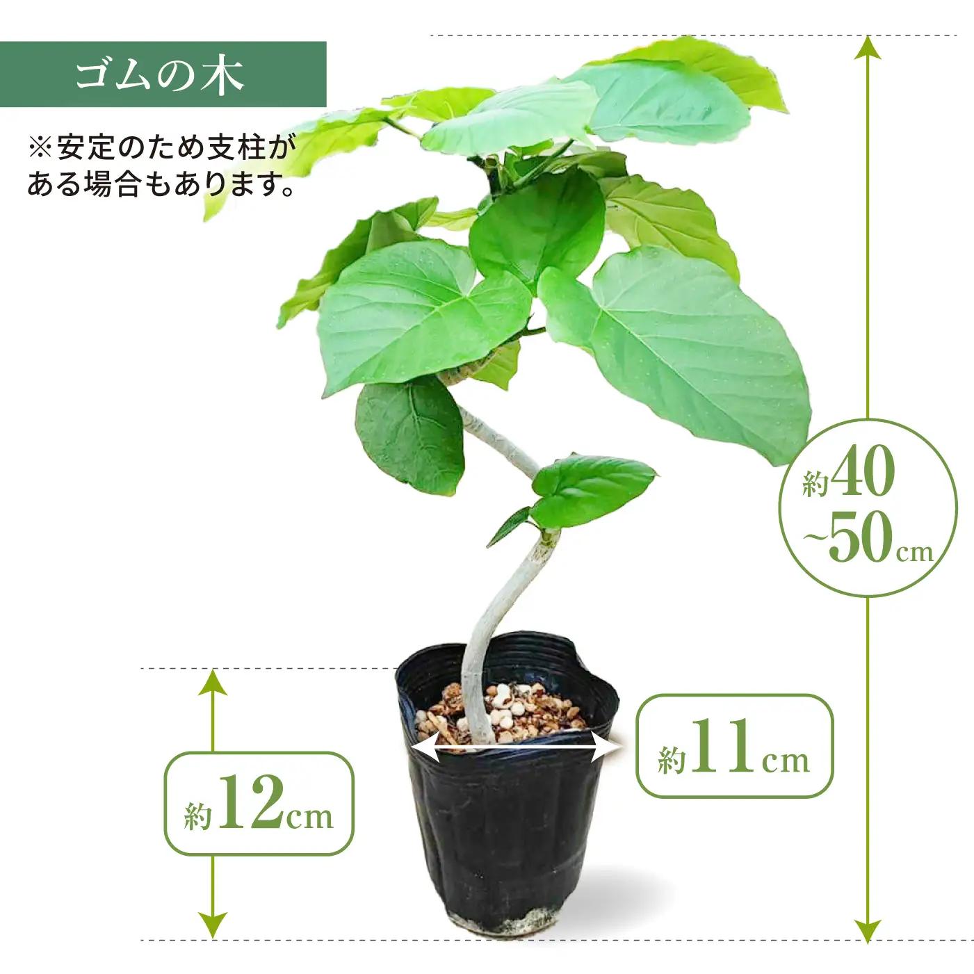 土付き 観葉植物 3点セット[ACAL012]