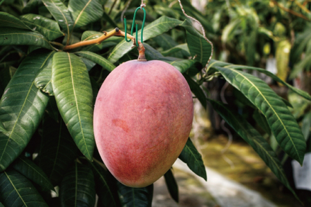 沖縄県豊見城市産アップルマンゴー 約1.5kg｜マンゴー アップルマンゴー フルーツ くだもの 果物 数量限定 おきなわ 沖縄 沖縄フルーツ 豊見城市(DJ005)