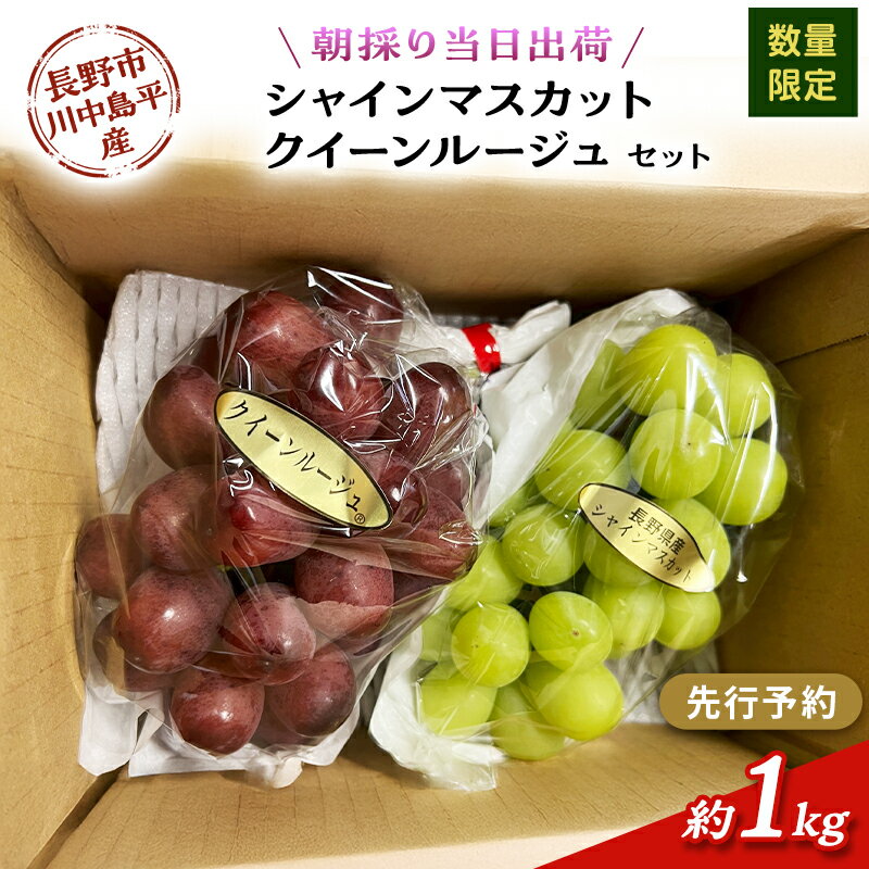 【ふるさと納税】【先行予約】【数量限定】【朝採り当日出荷】信州・長野市川中島平産 ぶどう「シャインマスカット、クイーンルージュ」セット 約1kg（2房） 2026年9月下旬より順次発送　お届け：2026年9月下旬～10月下旬まで