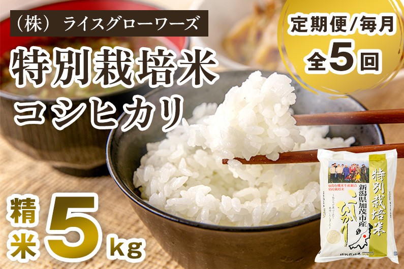 
                  【令和8年産新米先行予約】【定期便5ヶ月毎月お届け】新潟県加茂市産 特別栽培米 コシヒカリ 精米 5kg 《10月上旬～順次出荷》 従来品種コシヒカリ 新潟県産コシヒカリ 新潟産コシヒカリ 新潟コシヒカリ 新潟県産こしひかり 新潟産こしひかり 新潟こしひかり コシヒカリ こしひかり お米 白米 米 定期便 （株）ライスグローワーズ
                