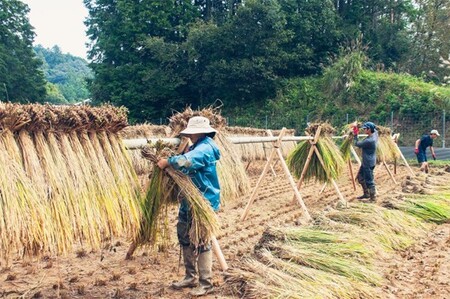 令和7年産 天日乾燥・無農薬自然栽培 にこまる 5㎏ 精米 白米