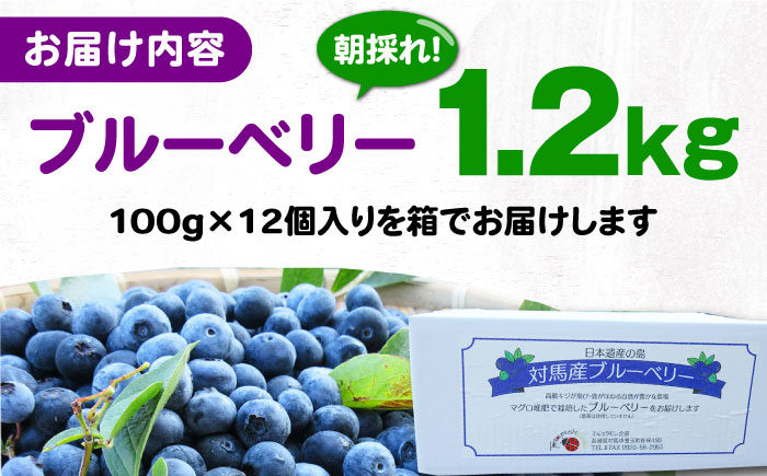 【先行予約】対馬産 朝採れ ブル－ベリ－ ( 青果 ) 1.2kg【2025年7月上旬以降順次発送】 《対馬市》【さほの里ファーム】島 フルーツ 果物 生食 新鮮 朝食 [WBG005]