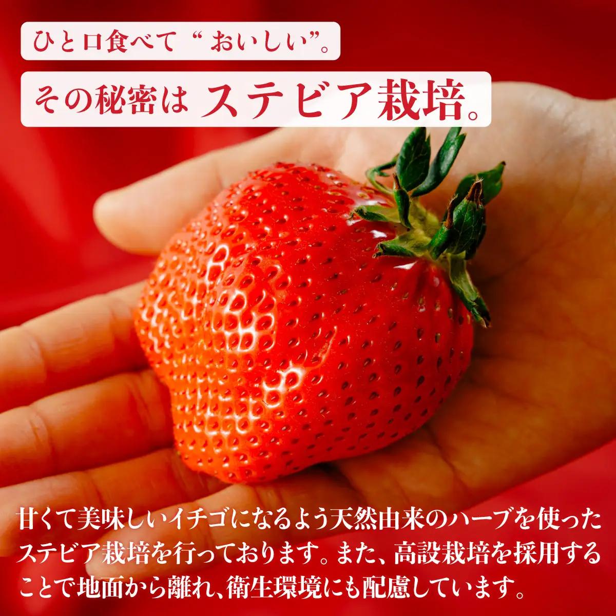 いちご 定期便10回分 やよいひめ 約800g いちご 群馬県 前橋市