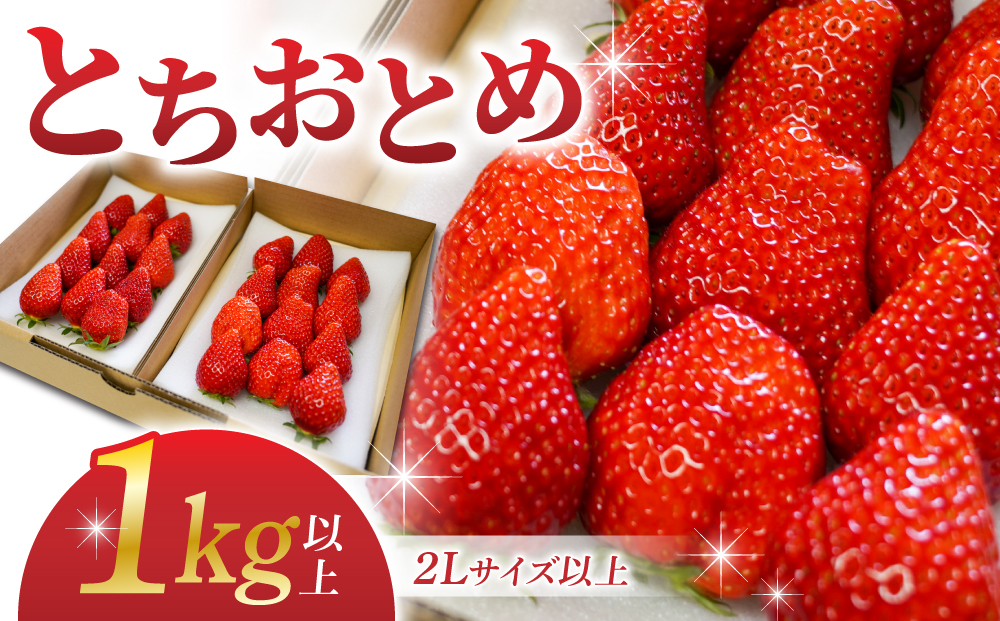とうみの果物　冬のフルーツ頒布会（３回コース）冬出しシャインマスカットといちごの頒布会 | 長野県 長野 東御市 人気 ぶどう 贈答用 ギフト 2房 冬 フルーツ 果物 おすすめ 厳選 種無し 皮ごと