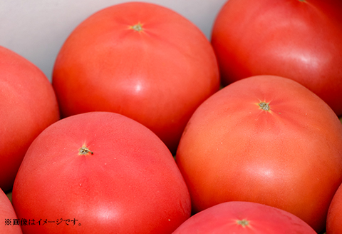 568 桃太郎トマト 約1.6kg 8～12個 品種 ブライト 甘み 糖度 6度以上 先行予約 【3～5月発送予定】