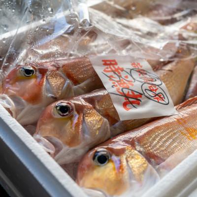 ふるさと納税 小浜市 【毎月定期便】若狭グジの一塩仕立て 500g×1尾全3回 |  | 01