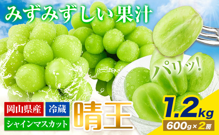 【2026年発送】 シャインマスカット 晴王 1.2kg   ハレノフルーツ シャインマスカット 【配送不可地域あり】