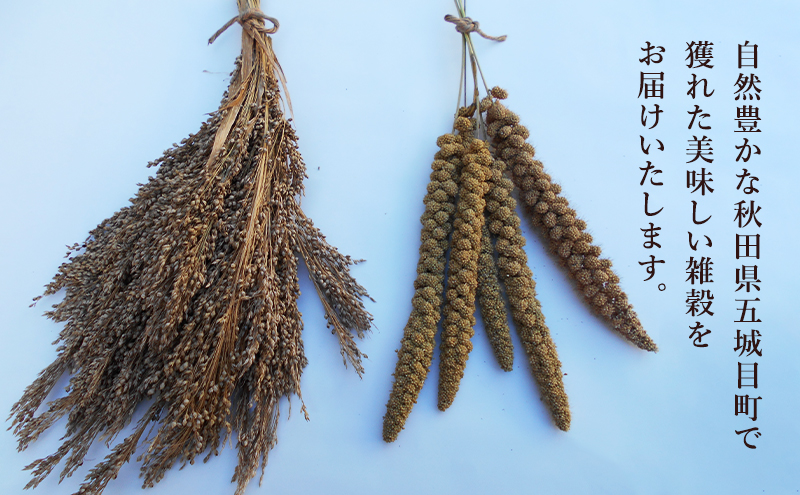 五城目町産 アワ １kg 雑穀 雑穀米 秋田県産 お米 ご飯 ライス