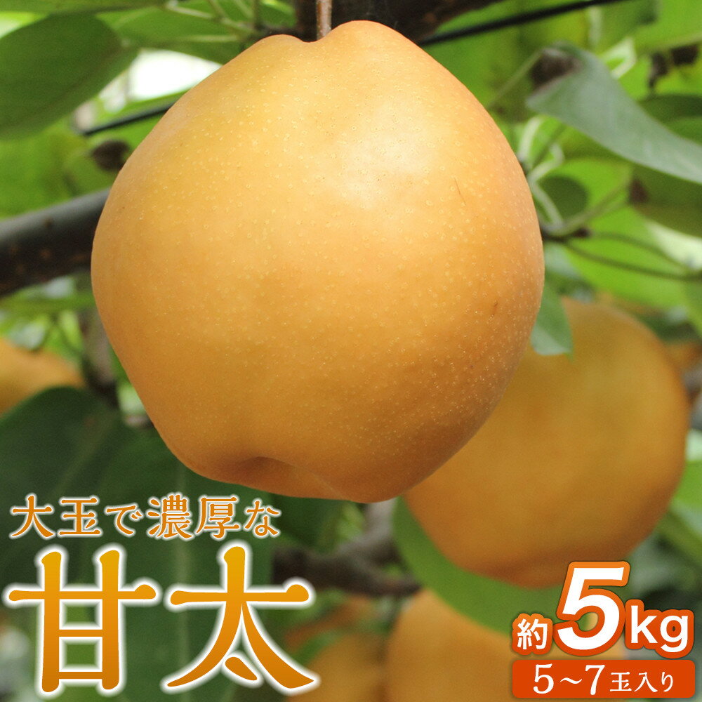 【ふるさと納税】梨「甘太」約5kg（5～7玉入）【松崎果樹園】 | フルーツ 果物 くだもの 食品 人気 おすすめ 送料無料