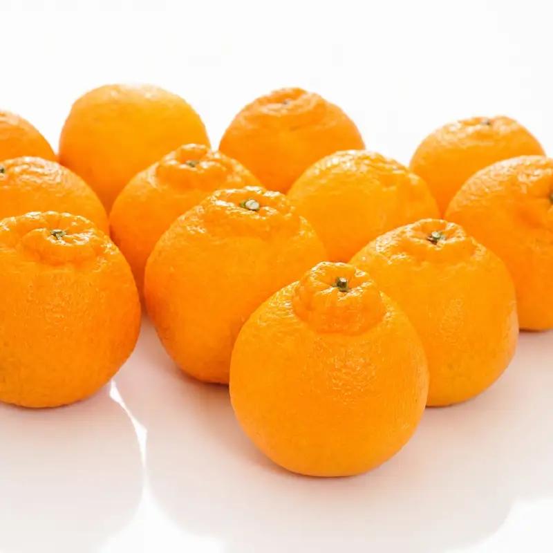 【大人気】和歌山有田の濃厚デコポン　15～24玉(約5kg)　※2027年1月下旬～3月下旬頃順次発送【ard005C】