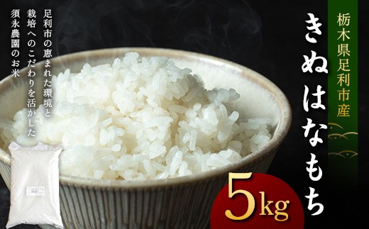 令和7年産 もち米 栃木県足利市産 きぬはなもち5kg もち米 餅 米 こめ 食品 栃木県 足利市 F7Z-1977