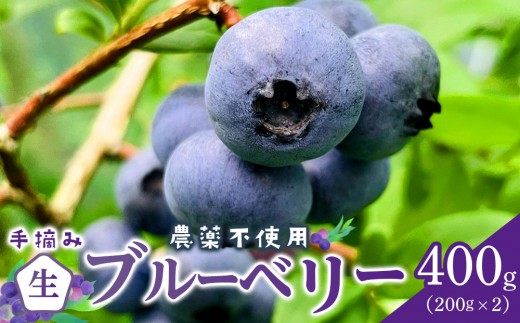 【農薬不使用】 手摘み生ブルーベリー 400g