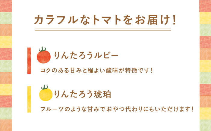 4色5種MIX カラフル ミニトマト 1.2kg トマト ミニ トマト 人気 トマト とまと【小値賀町】《りんたろうファーム》 [DAE001] [DAE001]
