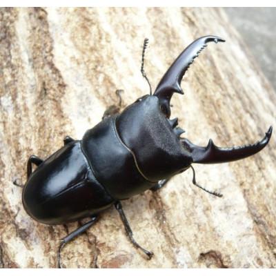 ふるさと納税 猪名川町 ツシマヒラタクワガタ　成虫ペア