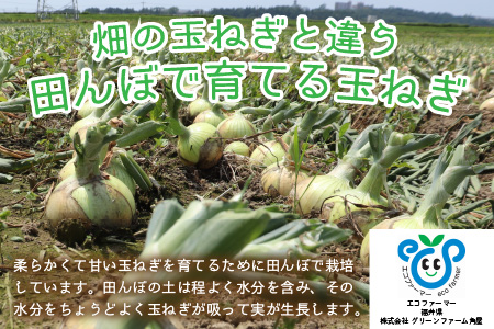【先行予約】2024年6月発送  採れたて 新玉ねぎ 10kg（サイズ S M L ミックス）田んぼで育てた甘くて柔らか自慢の玉ねぎ！／ 常備 野菜 玉葱 たまねぎ