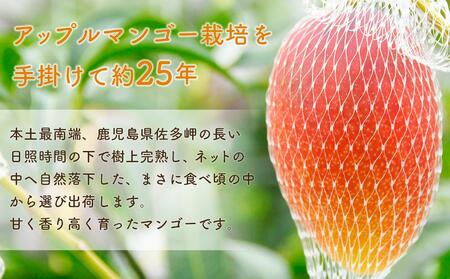 【2024年発送・先行予約】完熟アップルマンゴー2kg
