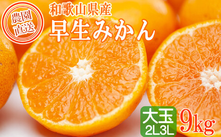 みかん 大玉2L・3L 訳あり 9kg｜和歌山・下津町の家庭用みかん｜大玉 3L 2L 温州