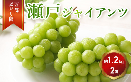 
                  西部ぶどう園 瀬戸ジャイアンツ2房 約1.2kg 葡萄 フルーツ 果物 2026年9月上旬頃より順次発送　※沖縄・離島への配送不可
                