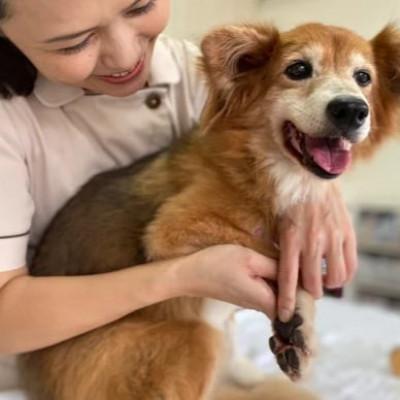 ふるさと納税 与那原町 女性獣医師が犬と飼い主のために作ったナチュラルマルチバーム for Dog 2個(1個15ml) |  | 03