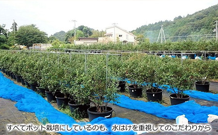 【先行予約】【期間限定】旬にお届け 完熟生ブルーベリー700ｇ 完熟手作りブルーベリージャム4瓶セット メルファーふたがみ【寄附受付：8月10日まで】