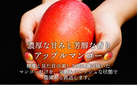 【やました農園】＜先行予約＞糖度平均15度以上！高評価の希少な特大宮崎完熟マンゴー（4L×1玉入）一般用・美品　濃厚な甘さと酸味のバランスが絶妙な完熟マンゴー！3箱 KU471-3