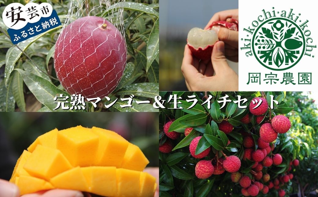 マンゴー ライチ セット 糖度14度 完熟 国産 高知 鉢植え 希少 アーウィン 南国 フルーツ ジューシー 贈り物 ギフト 甘い さっぱり 夏 果物 トロピカル メリーガーデンの完熟マンゴー＆生ライチセット 完熟マンゴー 2～3個 800～1,100g 生ライチ 12～15個程度 380～420g 安芸市 高知県