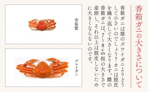 【先行予約】「香箱ガニ」 2杯セット 石川冬の味 かに 蟹 メス せこがに セコガニ 蟹味噌 ｜ 石川県 小松市 【魚たじま】