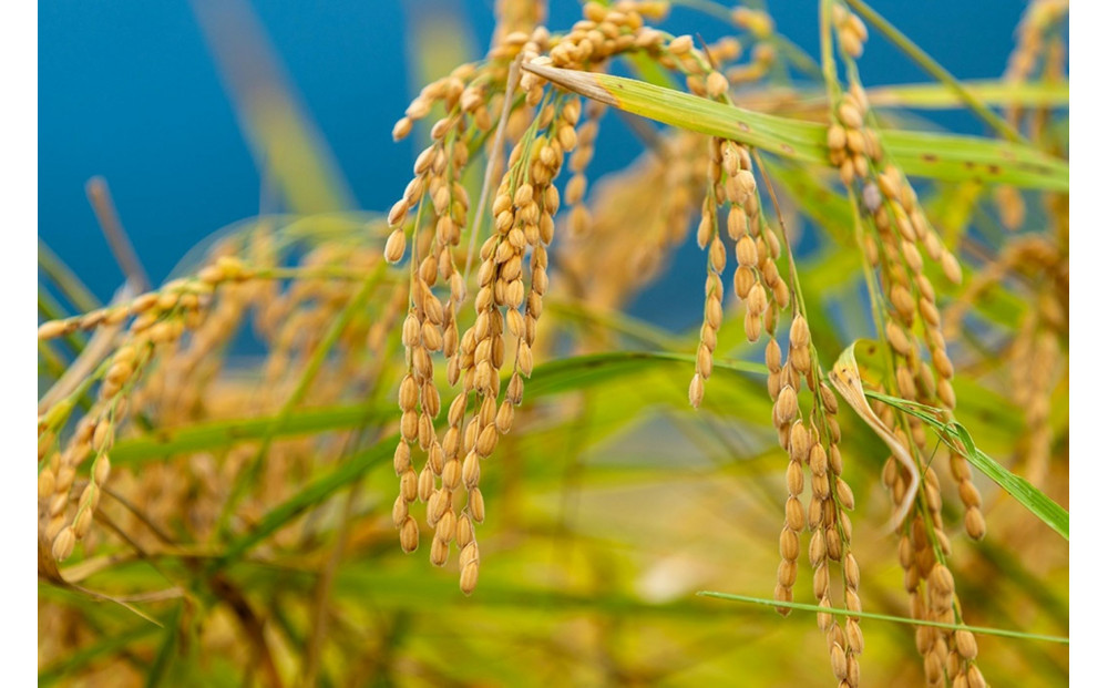 【令和7年産新米予約】南魚沼産　塩沢コシヒカリ「だすけ米」精米5kg【2025年9月中旬より順次発送予定】