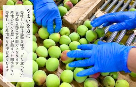 [2025年6月上旬出荷] 青梅 南高梅 約1kg 秀品 サイズミックス  和歌山県産 A品 梅酒作り用 梅ジュース作り用