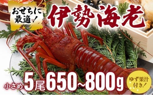 伊勢海老おせちサイズ 5尾｜国産 東洋町産 天然 新鮮 海鮮 ゆず果汁付き 刺身 焼き ボイル 生 四国 お取り寄せ お祝い 記念日 贈り物 お正月 送料無料 S214