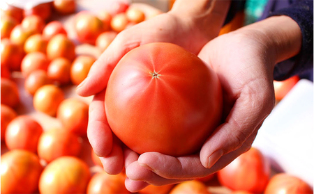 【トマトGP受賞】栽培期間中農薬化学肥料不使用《冷凍》安心トマト2kg 野菜 兵庫県産 