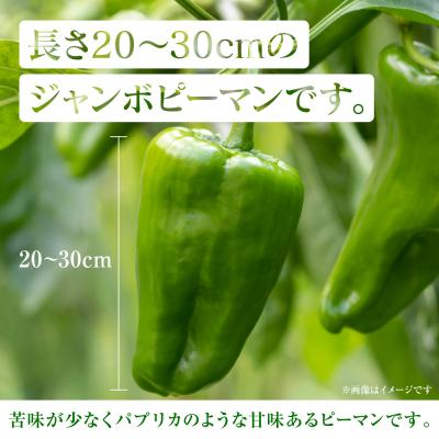 ふるさと納税 八代市 【先行予約】とんがりジャンボピーマン 1.5kg【2026年4月上旬より順次発送】_271-6792 |  | 01