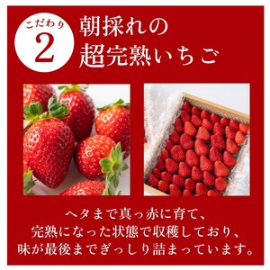 【3～4月発送】 紅ほっぺ 大粒 1800g 18粒~36粒  森木農園 静岡県 牧之原市