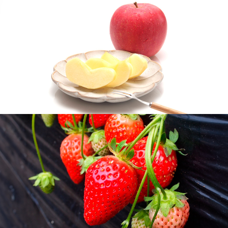 【定期便６回】厳選フルーツお楽しみ＼2024年 秋 ～2025年 夏