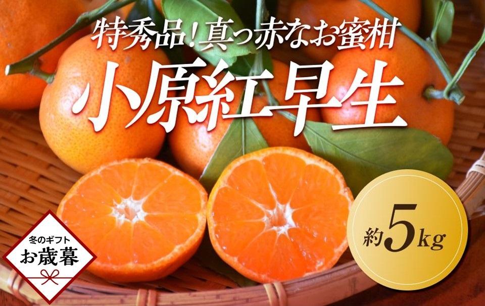 【お歳暮ギフト/熨斗対応】特秀品！真っ赤なお蜜柑「小原紅早生」約5kg
