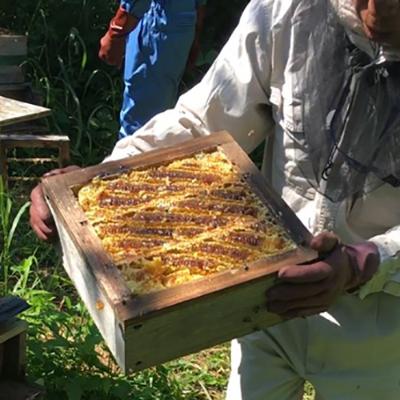ふるさと納税 合志市 立山養蜂場　国産百花蜂蜜500g |  | 02